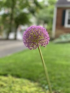 Giant onion (Allium giganteum) in the foreground with purple globe-shaped flower with a green grass yard and red brick house in the background