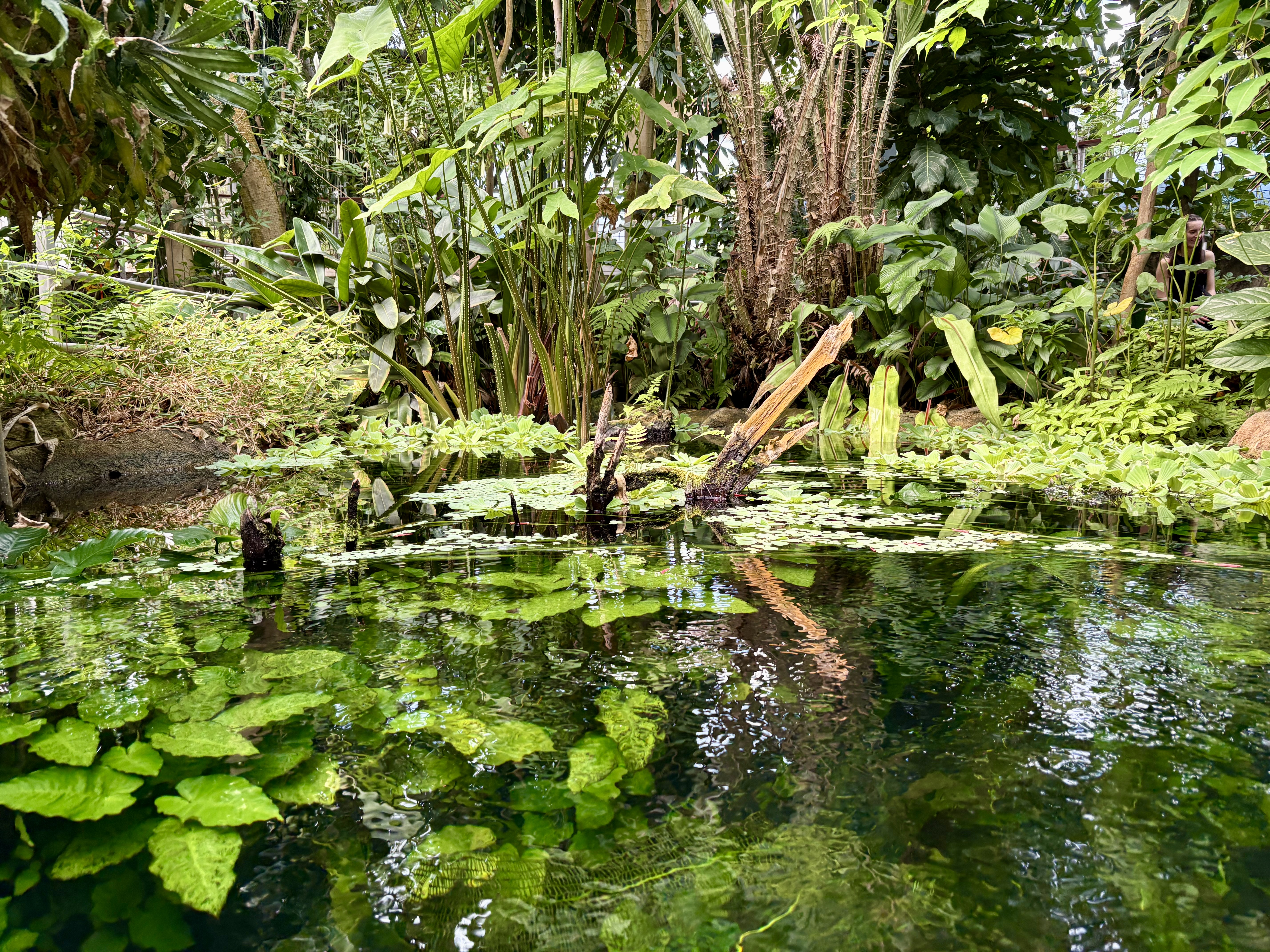 A photo of a reflective pond, both surrounded by and filled with greenery.