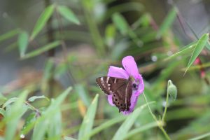 A brown butterfly with white and black markings is perched on a vibrant purple flower surrounded by green leaves and blurred foliage in the background.