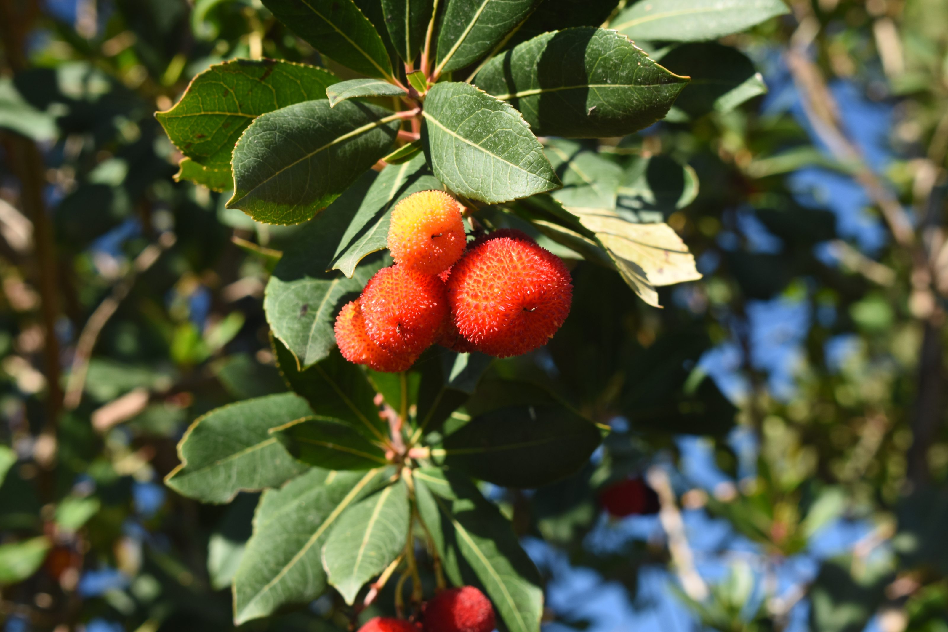 Some fruits of the strawberry tree (Arbutus unedo) in the Sicilian countryside in December.