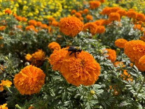 A close-up of a bumblebee on a vibrant orange marigold flower, set against a field of marigolds with green foliage and more flowers in the background.