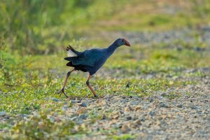 A dark blue bird with a red beak and long legs walking on a rocky path, surrounded by greenery.