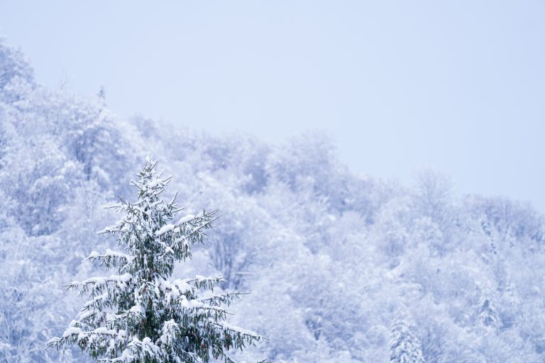 Winter scenery in Transylvania, with an in-focus tree and out-of-focus distant forest in the background.