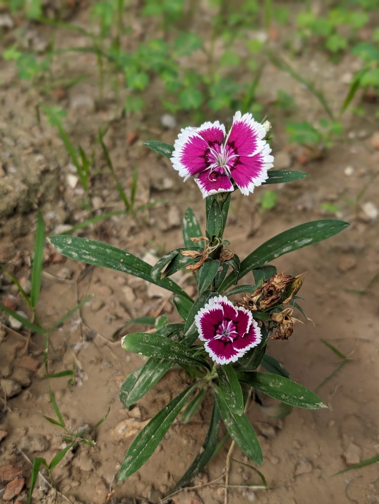 A small plant growing in the soil with two purple flowers, featuring white-edged petals, and some green leaves.