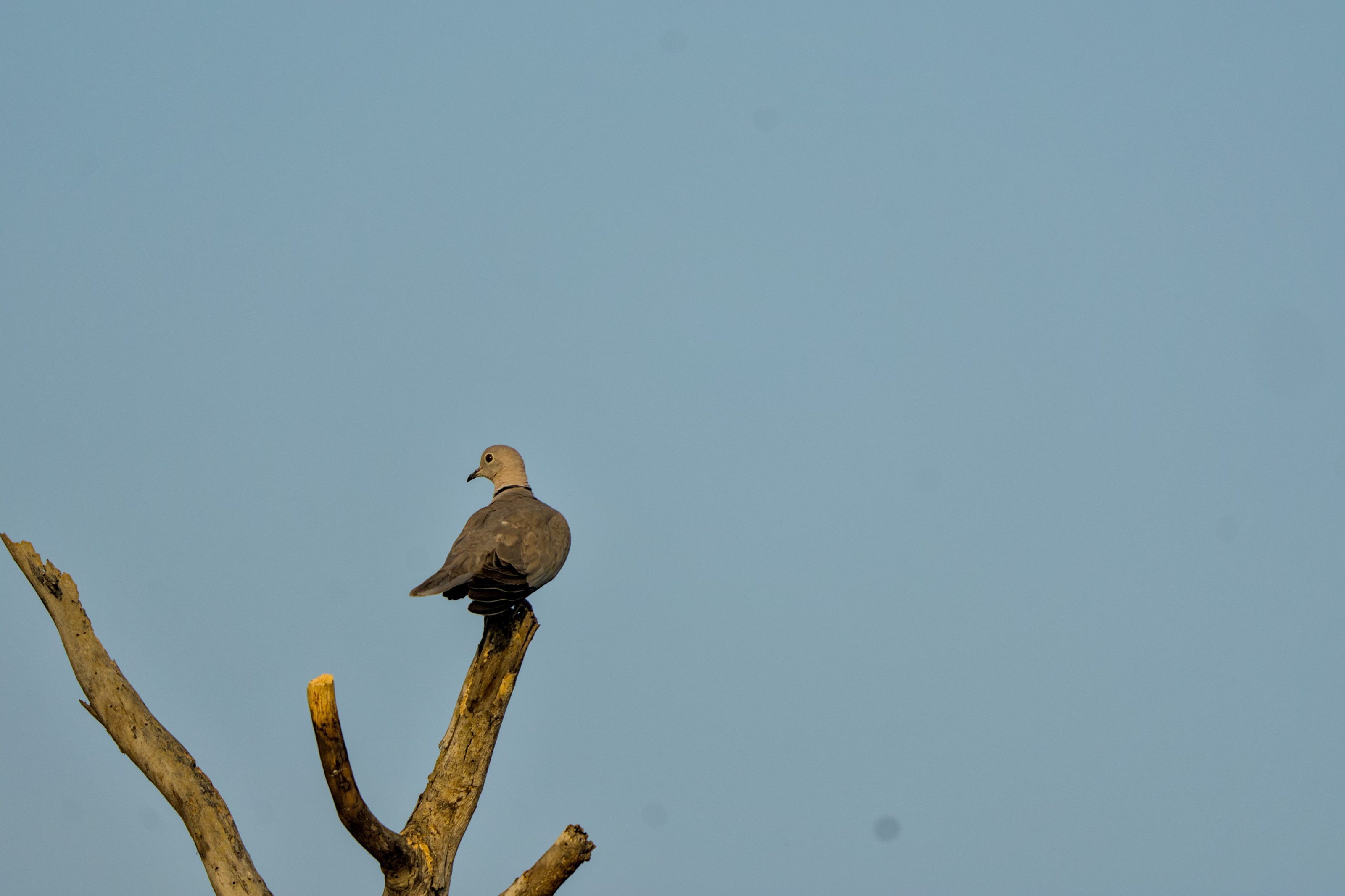 A single dove is perched on a bare tree branch against a clear blue sky.