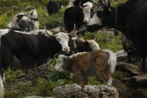 A baby yak surrounded by its herd in the high grasslands of Nepal.