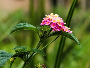 A lantana camara flower, taken from Uganda.