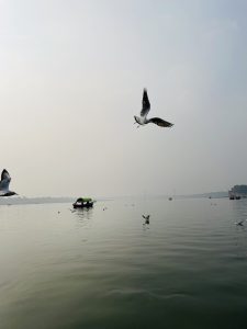 Calm water with several birds in flight and a boat in the distance. A bridge is visible on the horizon under a hazy sky.