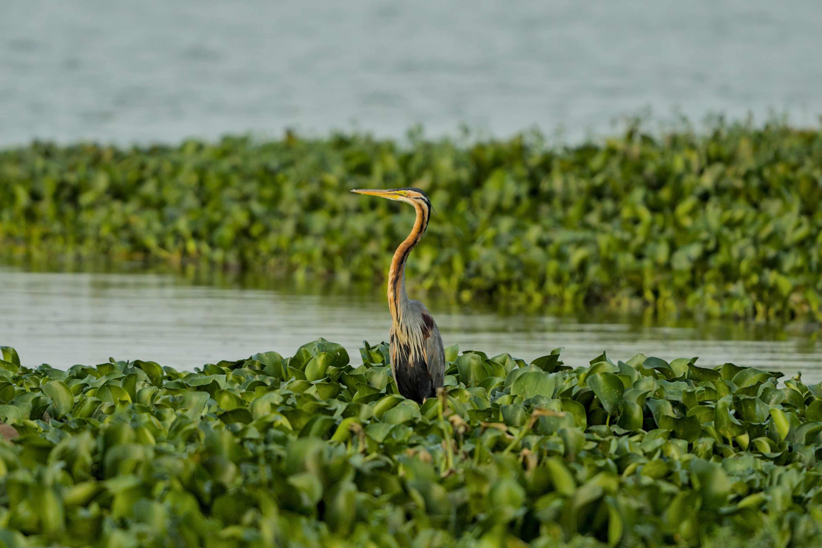 Purple Heron in a marsh