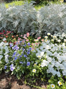 A vibrant garden bed featuring a mix of white, pink, and purple flowers, interspersed with lush green foliage. In the background, there are large, silvery-gray dusty miller plants providing a contrasting backdrop.