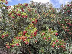 A massive amount of small red berries grow across a green California holly shrub against a blue sky.