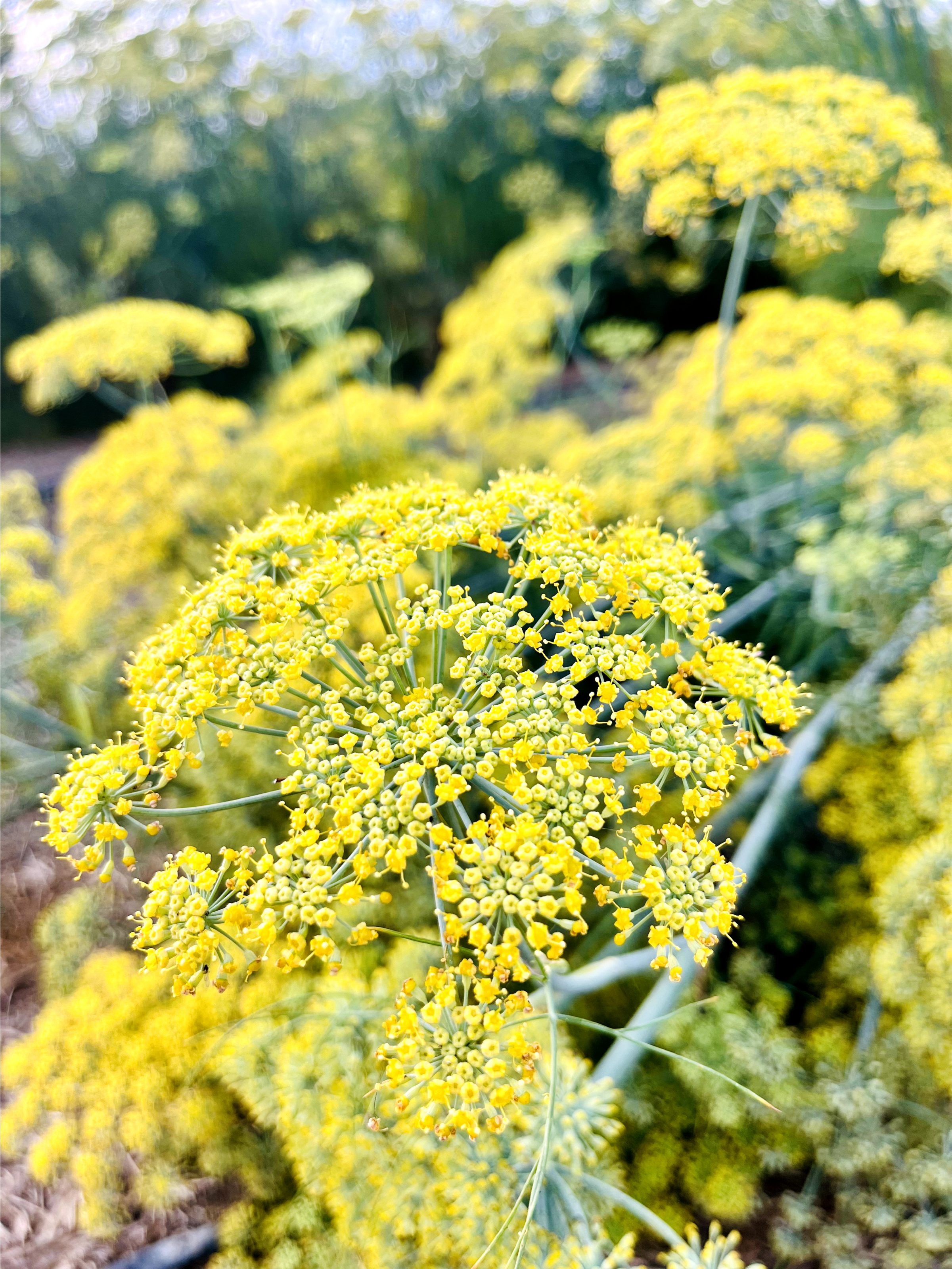 Yellow flowering giant fennel (Ferula communis)