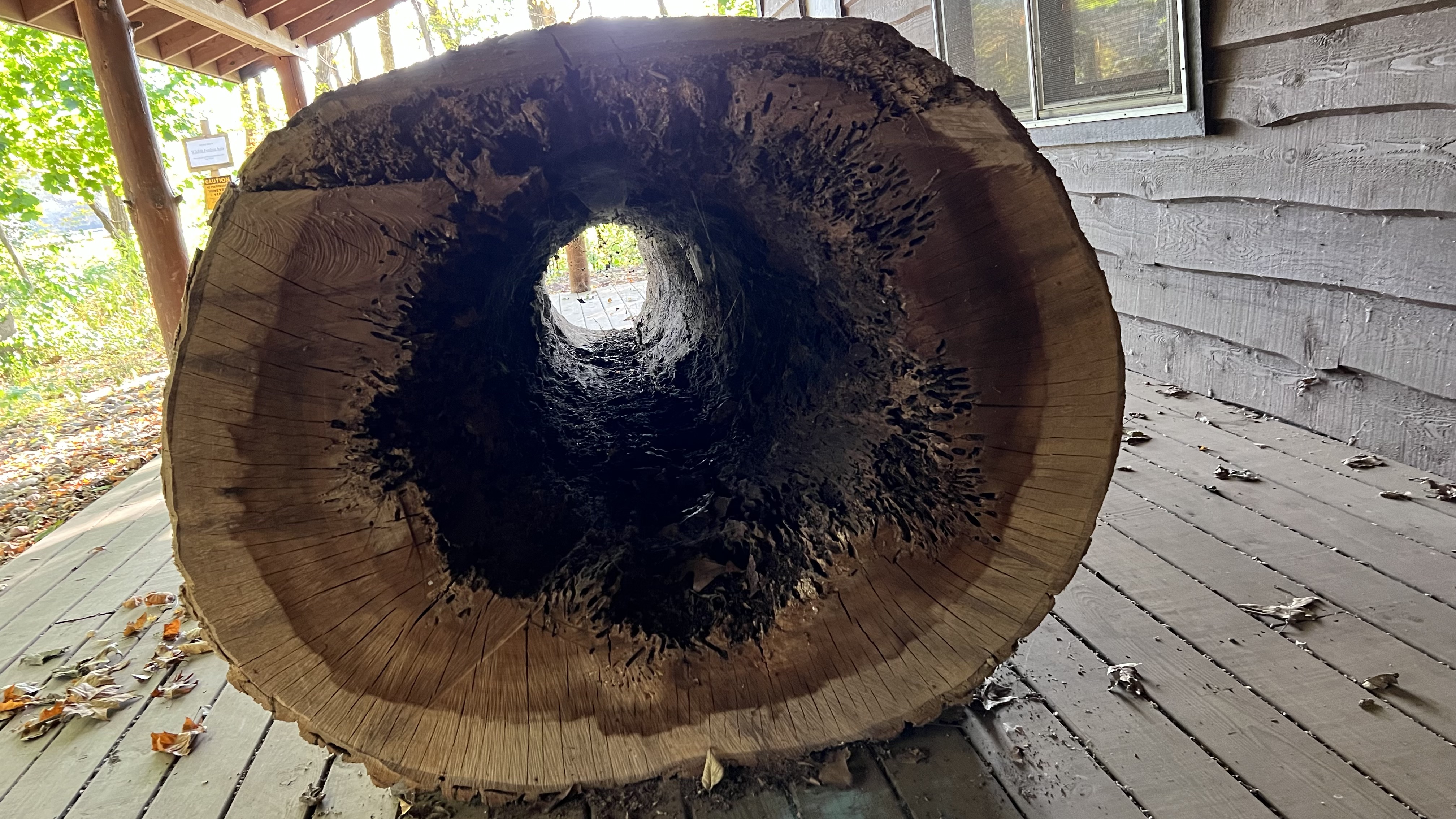 View through the center of a hollowed out tree log sitting on a wood house porch