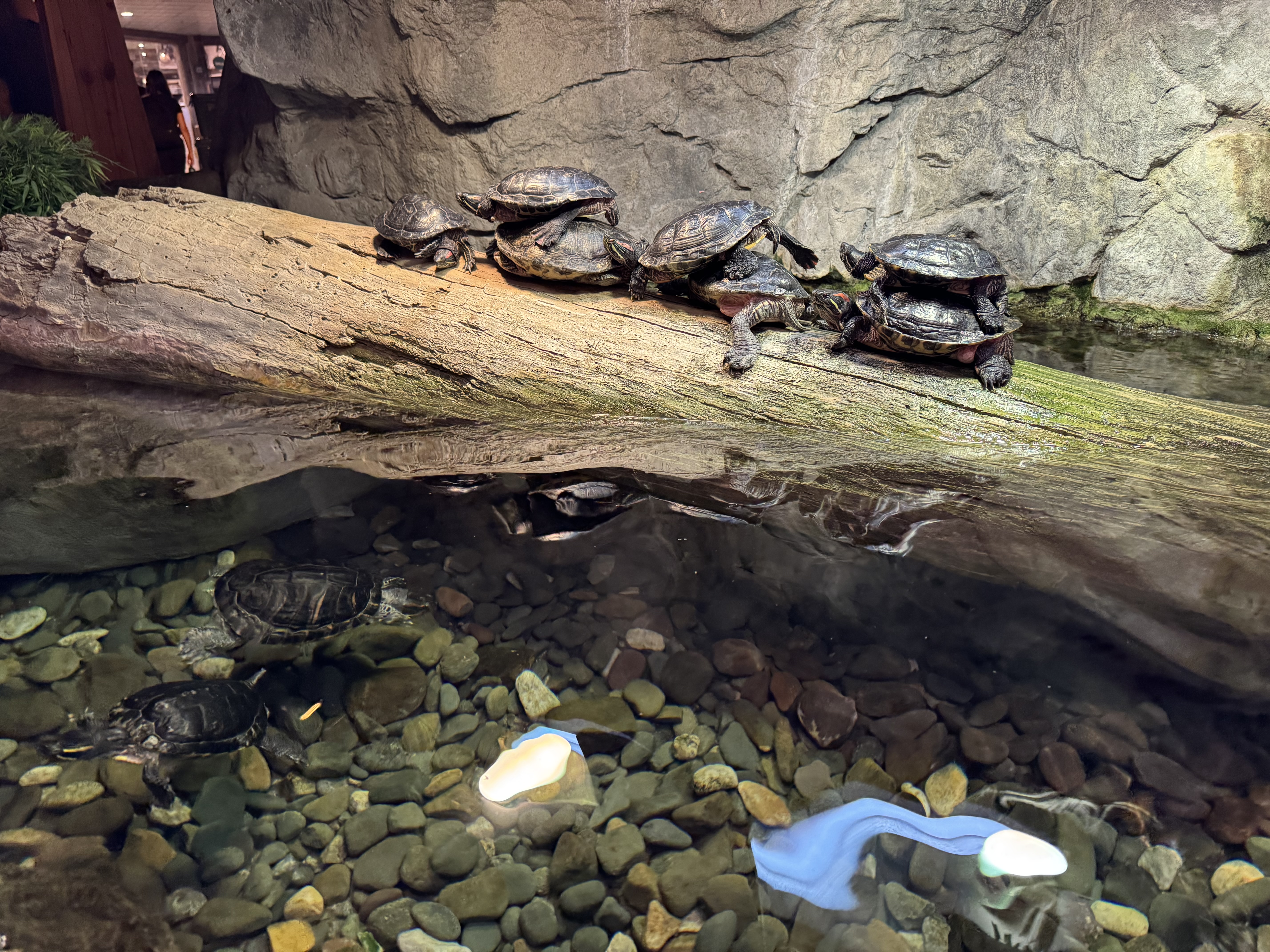 Seven turtles climbing on top of each other and sitting on top of a large log. The log is sticking out of some water and the turtles are sitting under the warming light. Some turtles are swimming in the water below.