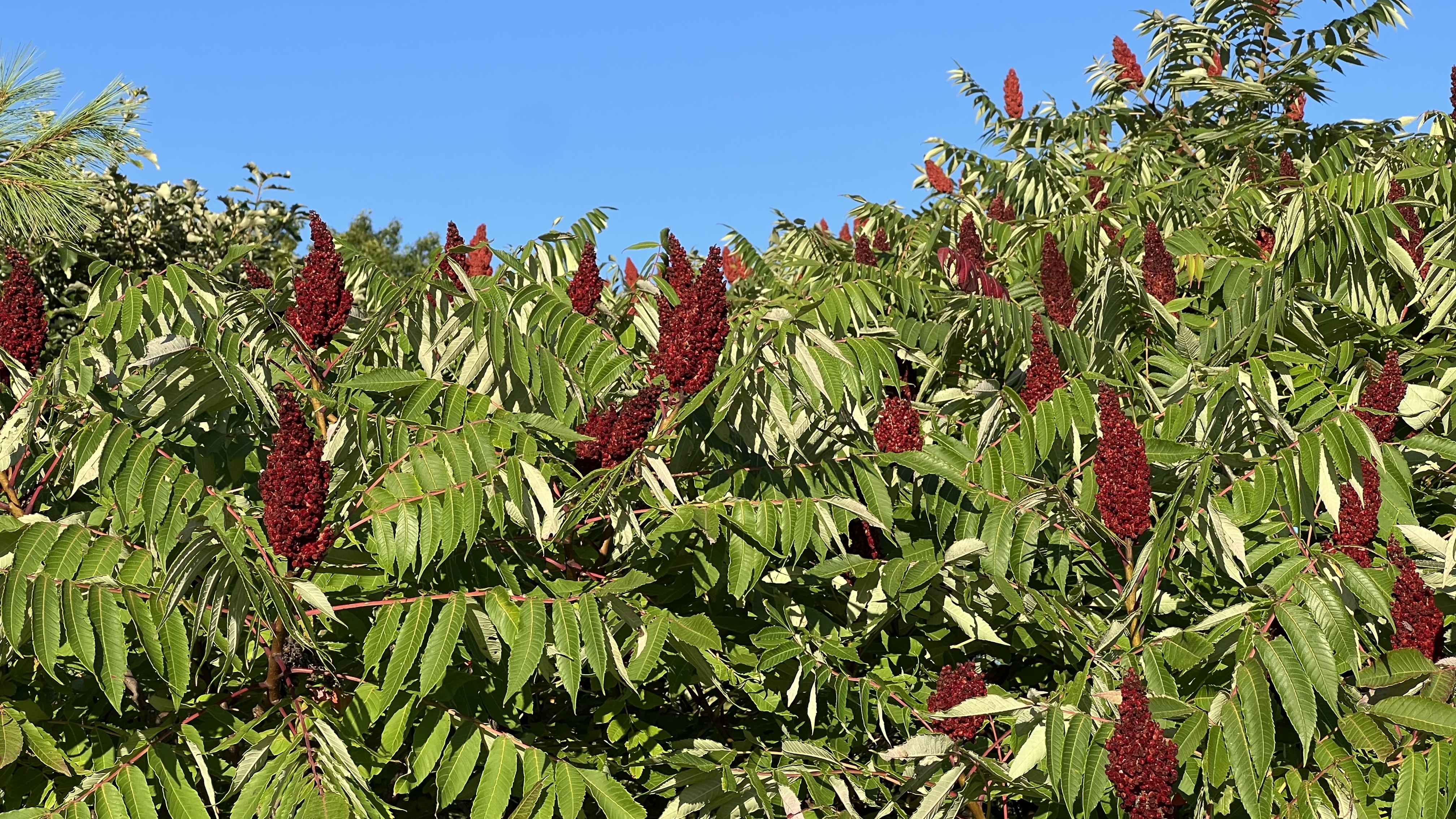 The smooth sumac plant with cones of red berries scattered amongst green leaves