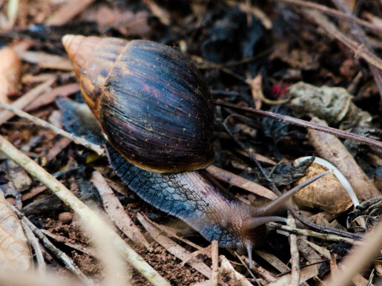 A snail from Uganda