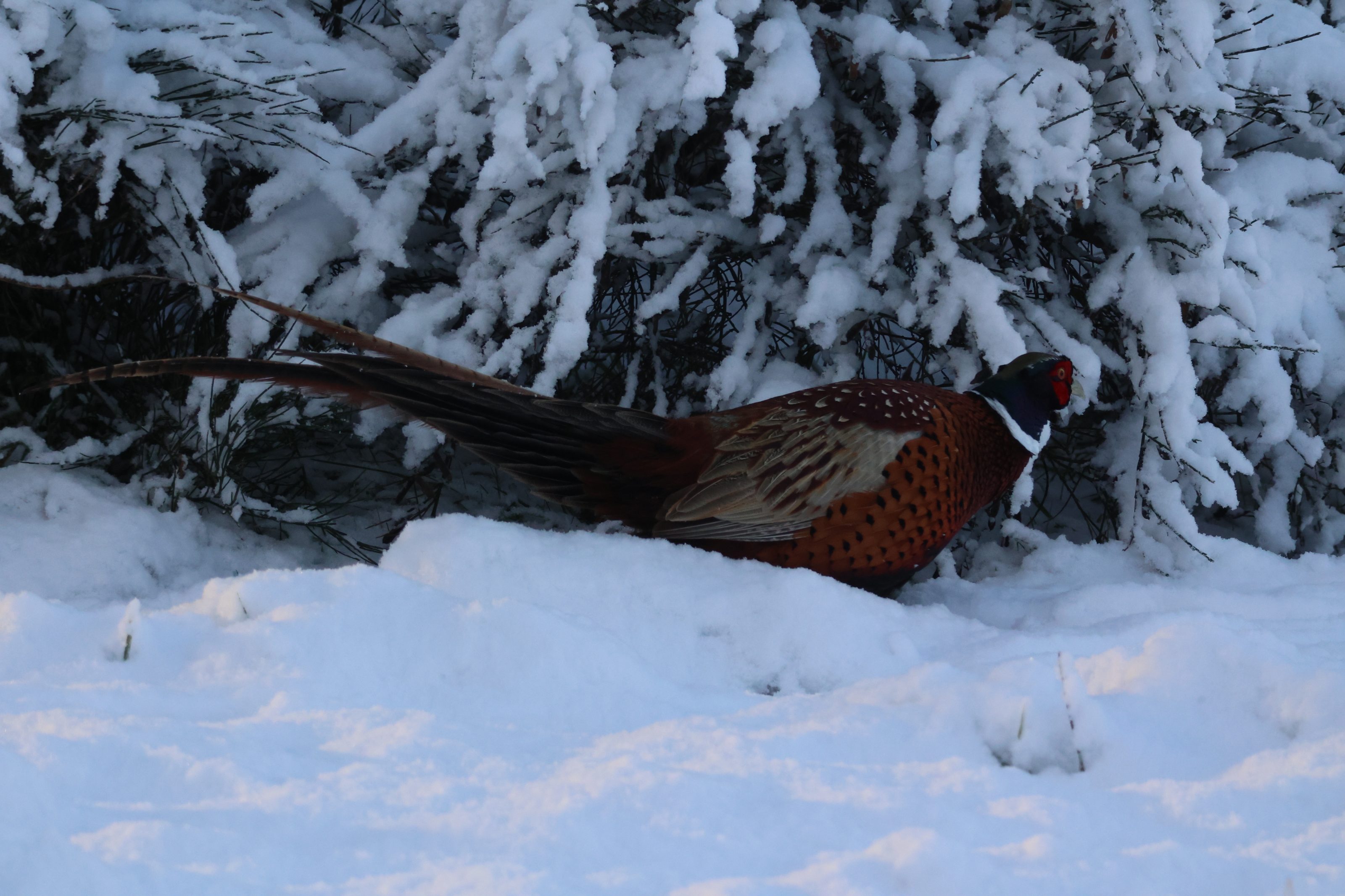 Male Pheasant in the snow