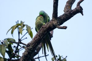 Two green parakeets perched closely on a tree branch, with one gently nuzzling the other. The background shows a clear sky and some leafy branches.
