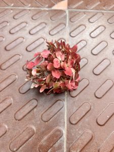 A small cluster of dried red flowers on a textured brown tile surface.