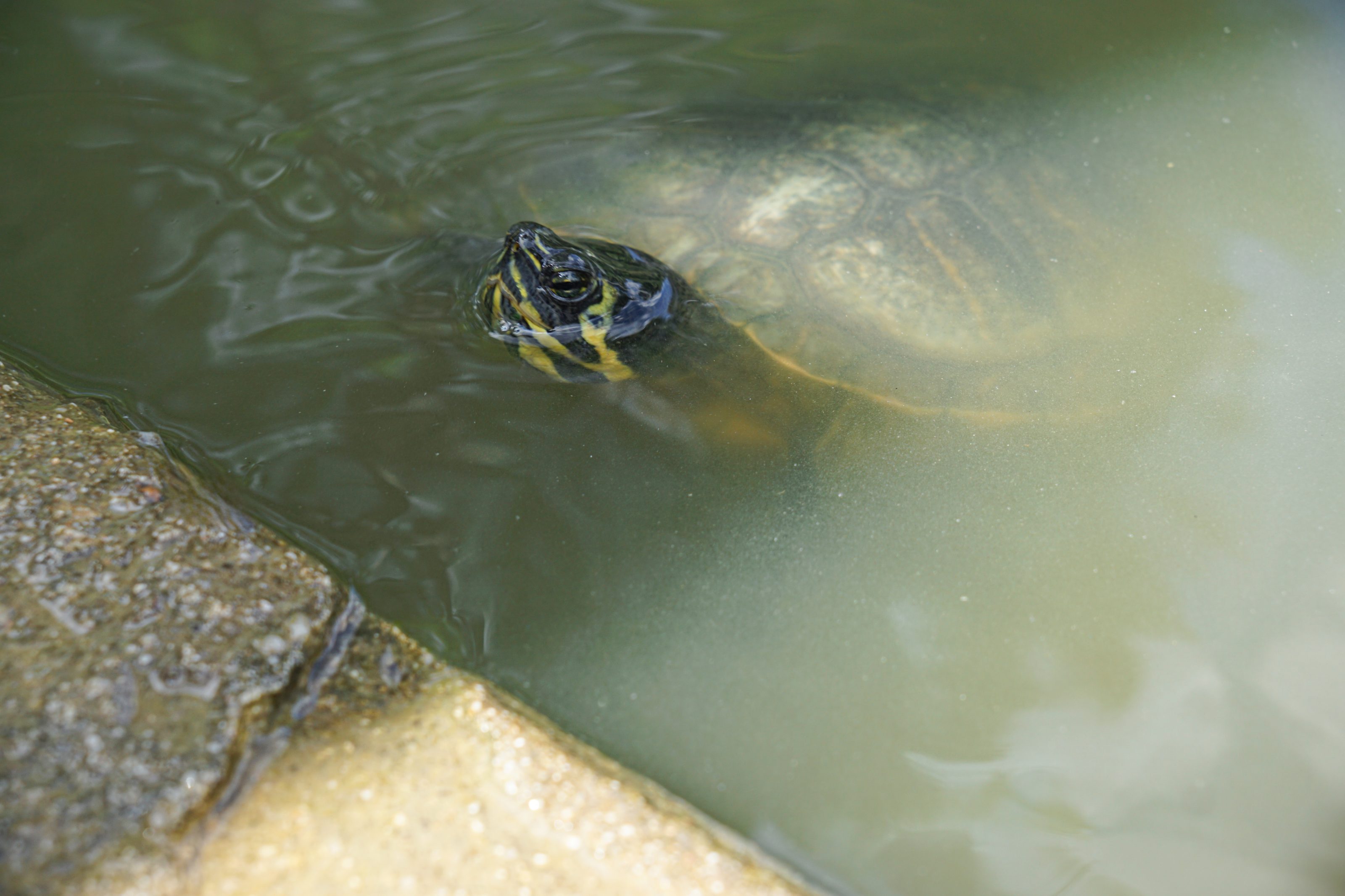 A turtle partially submerged in murky water with its head and part of its shell visible near the edge of a pond.