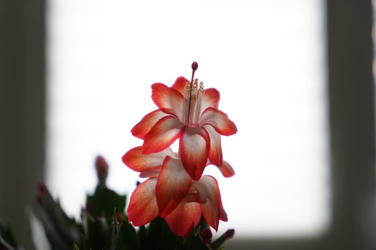 A close-up of a Christmas cactus plant with vibrant green leaves and red flower buds, one of which is blooming with pink and white petals.