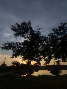 Silhouette of tree branches against a sunset sky, with the sun partially obscured by the foliage. A calm body of water reflects the light and nearby trees, while a dirt road and power lines are visible in the distance.