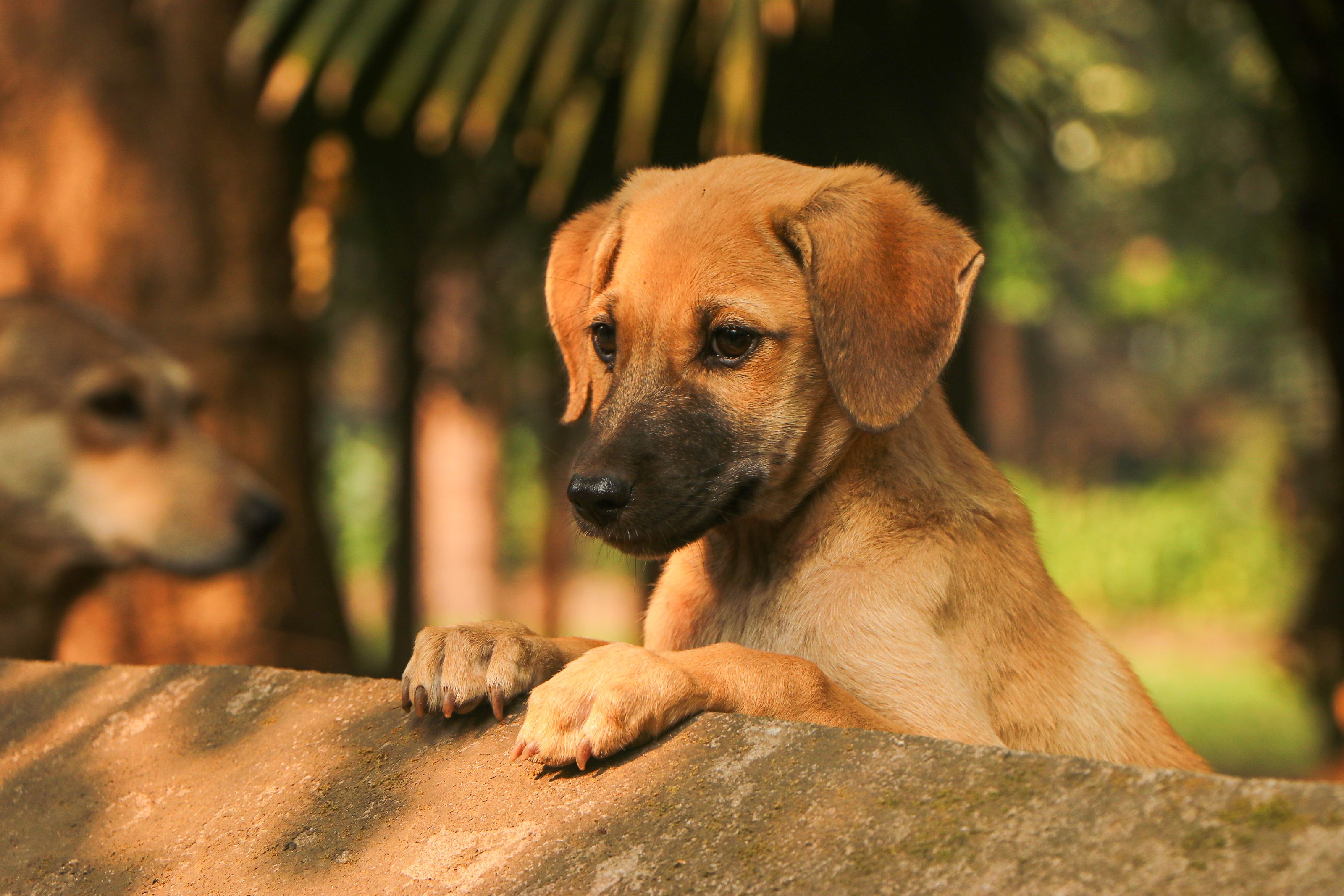 A brown puppy with a black snout is resting its front paws on a stone ledge, looking curiously into the distance. Another dog is blurred in the background amidst greenery.