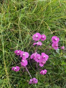 A cluster of vibrant pink flowers surrounded by lush green grass