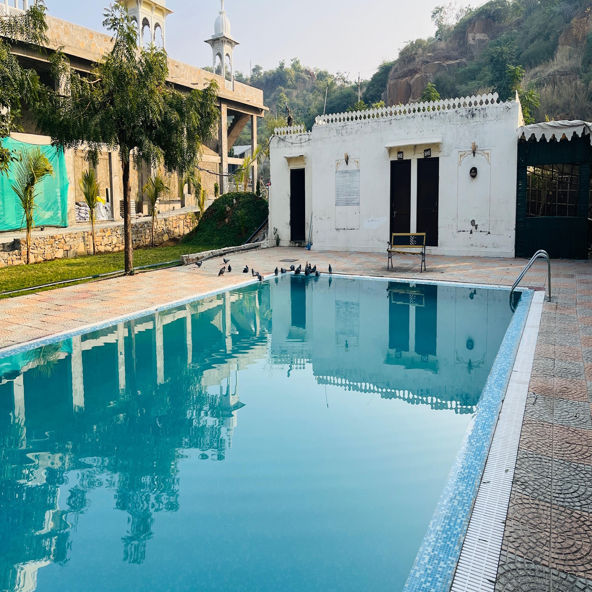 A serene outdoor swimming pool with clear blue water is surrounded by a tiled deck. A group of pigeons is gathered near the poolside. In the background, there is a rustic white building with three doors, adjacent to a tree and some greenery.