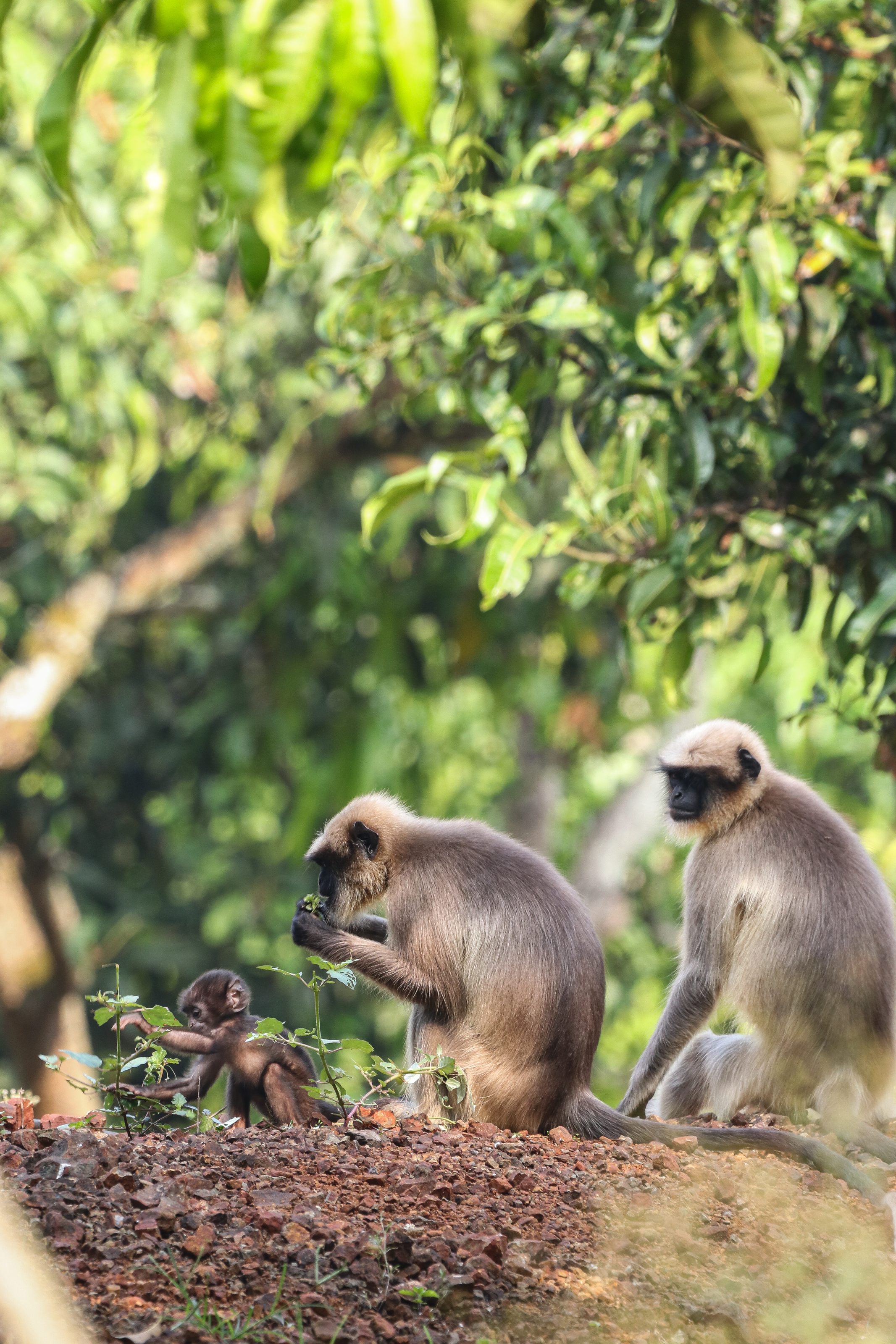 A family of langurs sits on the ground surrounded by lush green foliage. One adult langur is seated while another inspects some leaves, and a baby langur plays nearby, exploring the plants