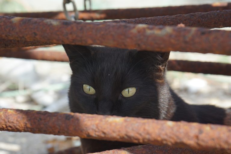 A black cat with yellow eyes peering through rusted metal bars