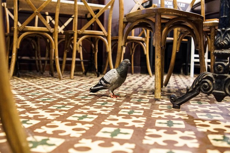 A pigeon standing on a patterned tile floor, surrounded by wooden chairs with curved legs.