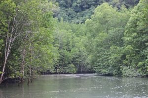 A tranquil mangrove river surrounded by dense green foliage, with trees growing along the water's edge, Mangrove trees with vibrant green leaves lining the banks of a calm waterway under an overcast sky