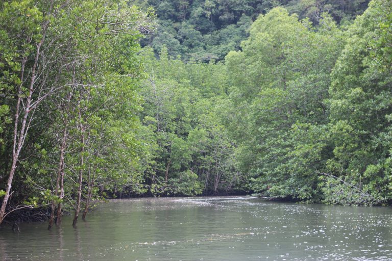 A tranquil mangrove river surrounded by dense green foliage, with trees growing along the water’s edge, Mangrove trees with vibrant green leaves lining the banks of a calm waterway under an overcast sky