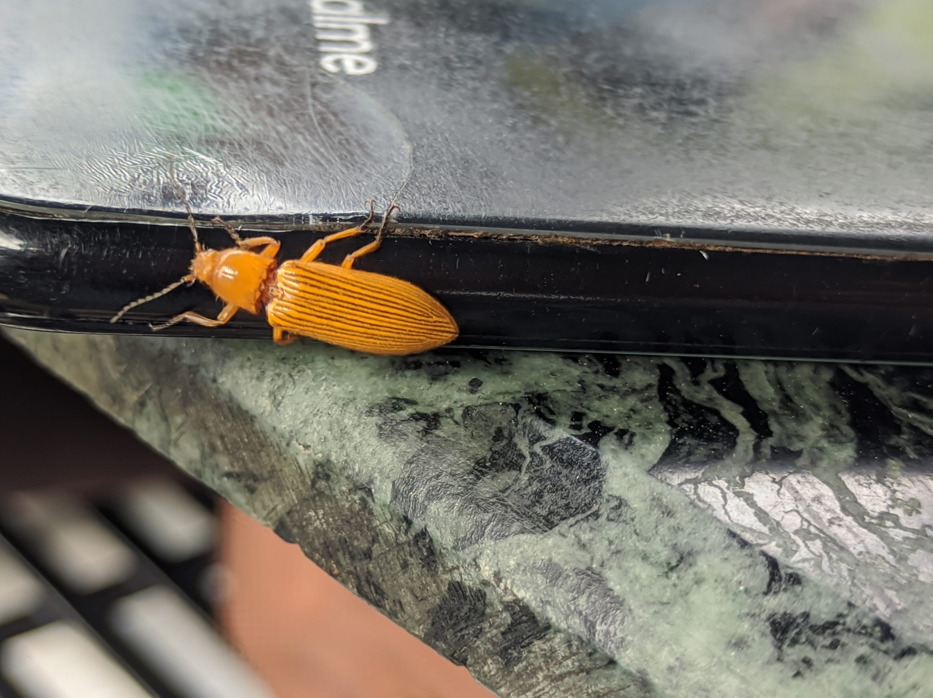 An orange beetle with striped wing covers is crawling on the edge of a black electronic device placed on a marble surface.