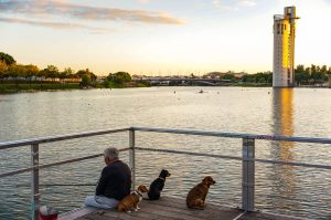 A man is fishing, sitting on a wooden platform by a river, accompanied by three dogs. The scene captures a serene sunset with a tall, modern tower reflecting golden light on the water and a bridge in the background.