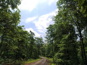 A narrow dirt path winds through a dense, lush green forest under a partly cloudy sky. Sunlight filters through the trees, highlighting the vibrant foliage.