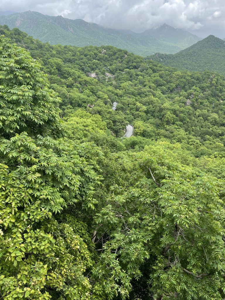 A lush, green landscape with dense forest covering hills and mountains under a cloudy sky. A winding road is partially visible through the trees.