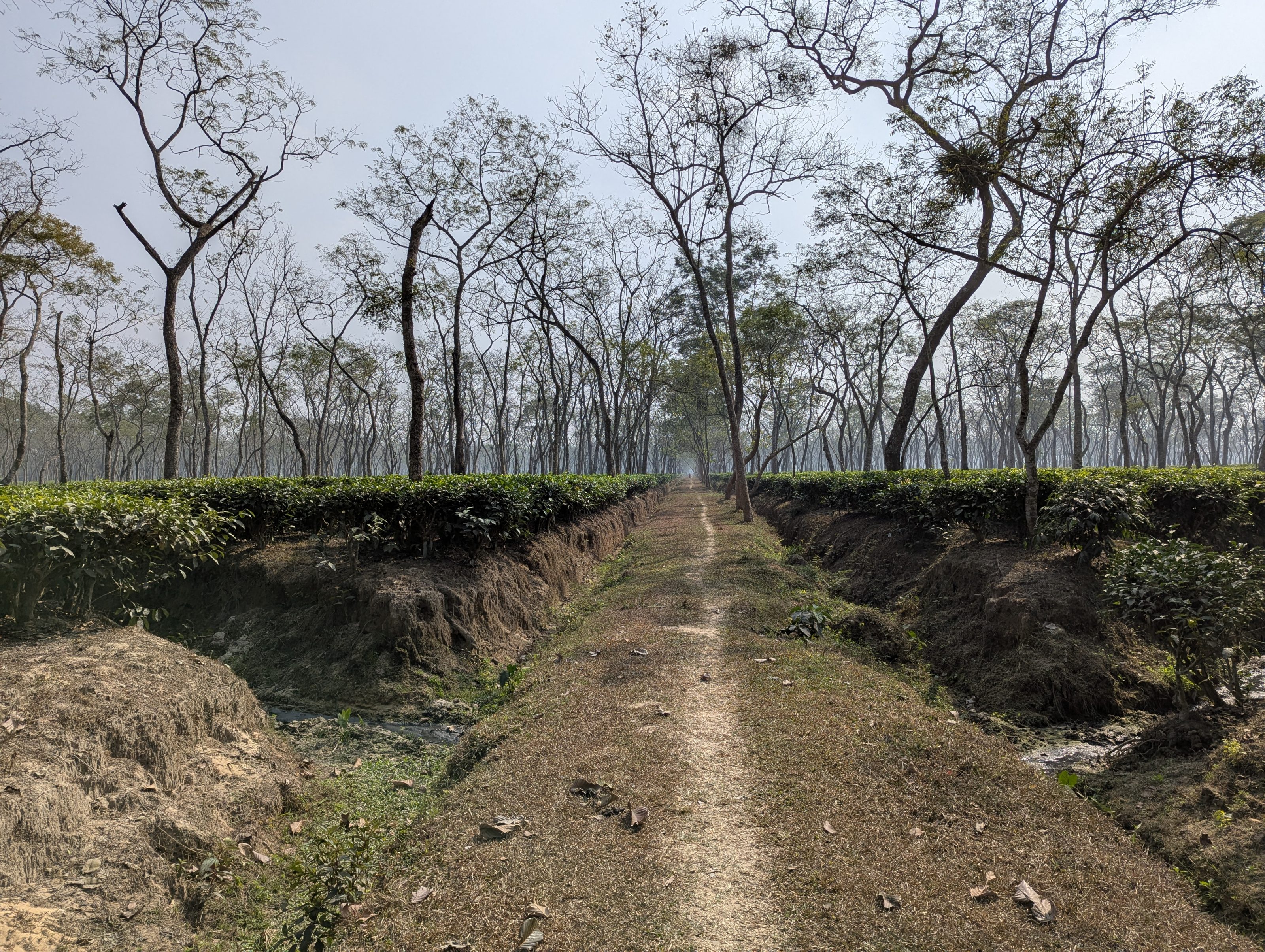 Finley Tea Garden, Sreemangal, Bangladesh. A narrow dirt path runs through a tea plantation, flanked by rows of tea bushes. The area is surrounded by tall, leafless trees, creating an open canopy.