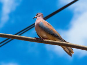 

A dove with light brown and gray plumage perched on a wire against a bright blue sky.