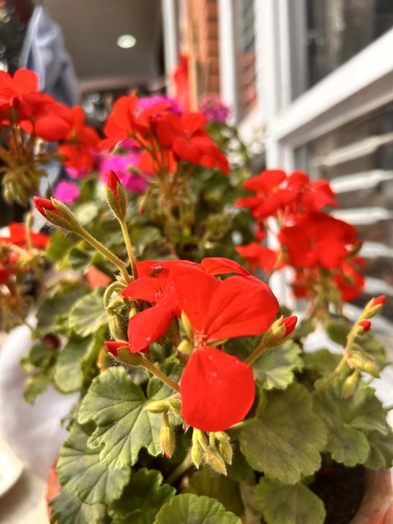 Close-up of vibrant red geranium flowers with green leaves, growing in a pot. The background features a window and a blurred view of additional flowers.