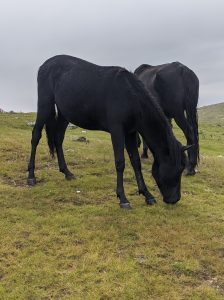 Two black horses grazing on a green, grassy hillside under an overcast sky.