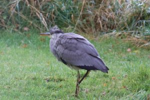 Grey Heron walking on grass lawn.