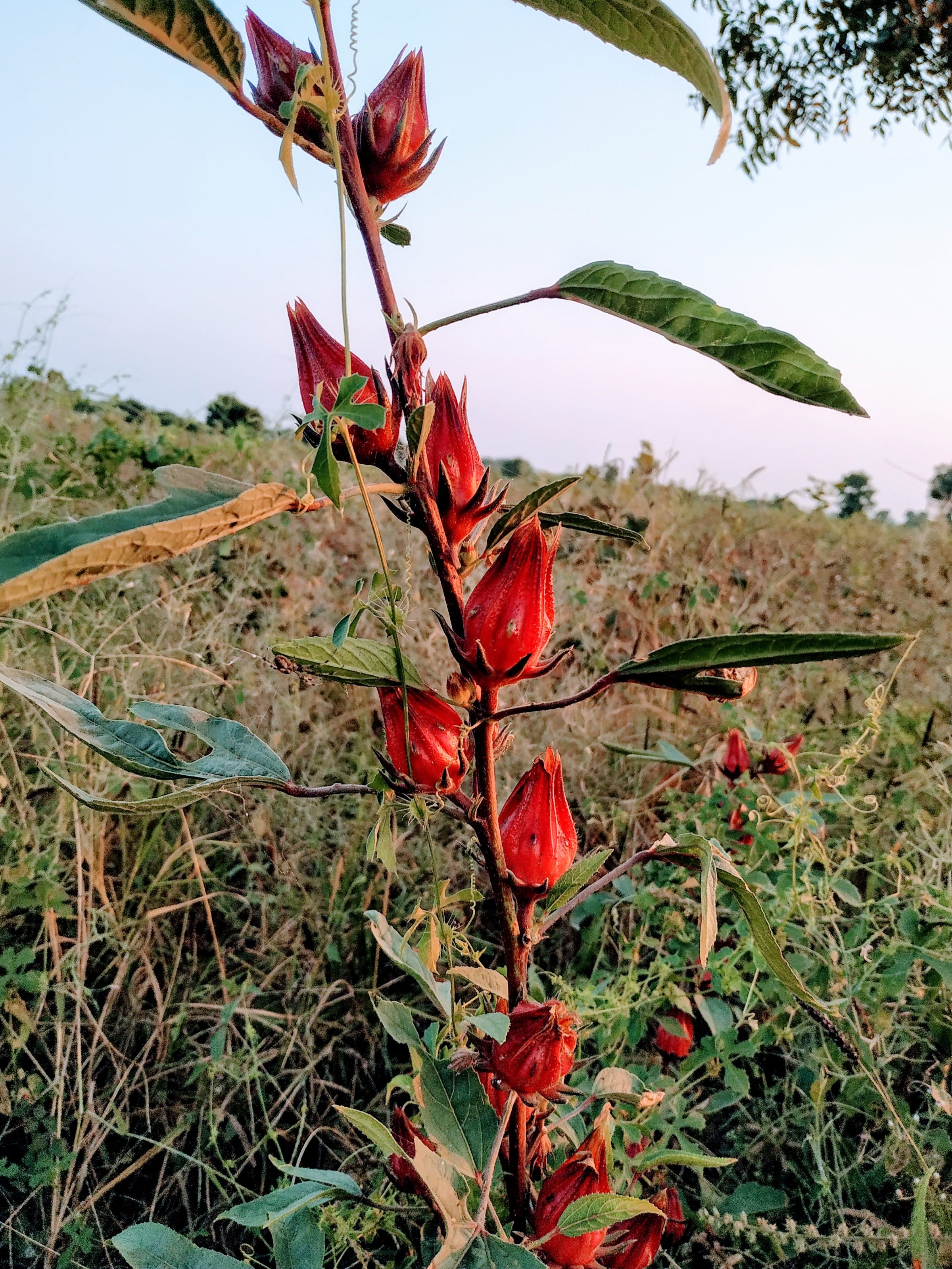 A tall Hibiscus Sabdariffa with vibrant red buds growing in a field, surrounded by green foliage. The sky in the background is clear, indicating a calm and natural setting.