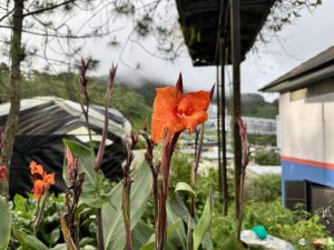 A bright orange canna lily with red buds blooms in a greenhouse, surrounded by lush green leaves and deep red roses climbing on the background trellis.