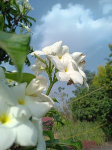 White flowers in bloom against a backdrop of a clear blue sky with scattered clouds, surrounded by green foliage.