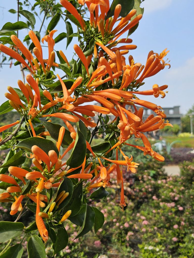 Vibrant orange trumpet-shaped flowers in full bloom, growing on a vine with glossy green leaves. The background features a blurred view of a garden landscape, with patches of greenery and pink flowers under a bright blue sky.