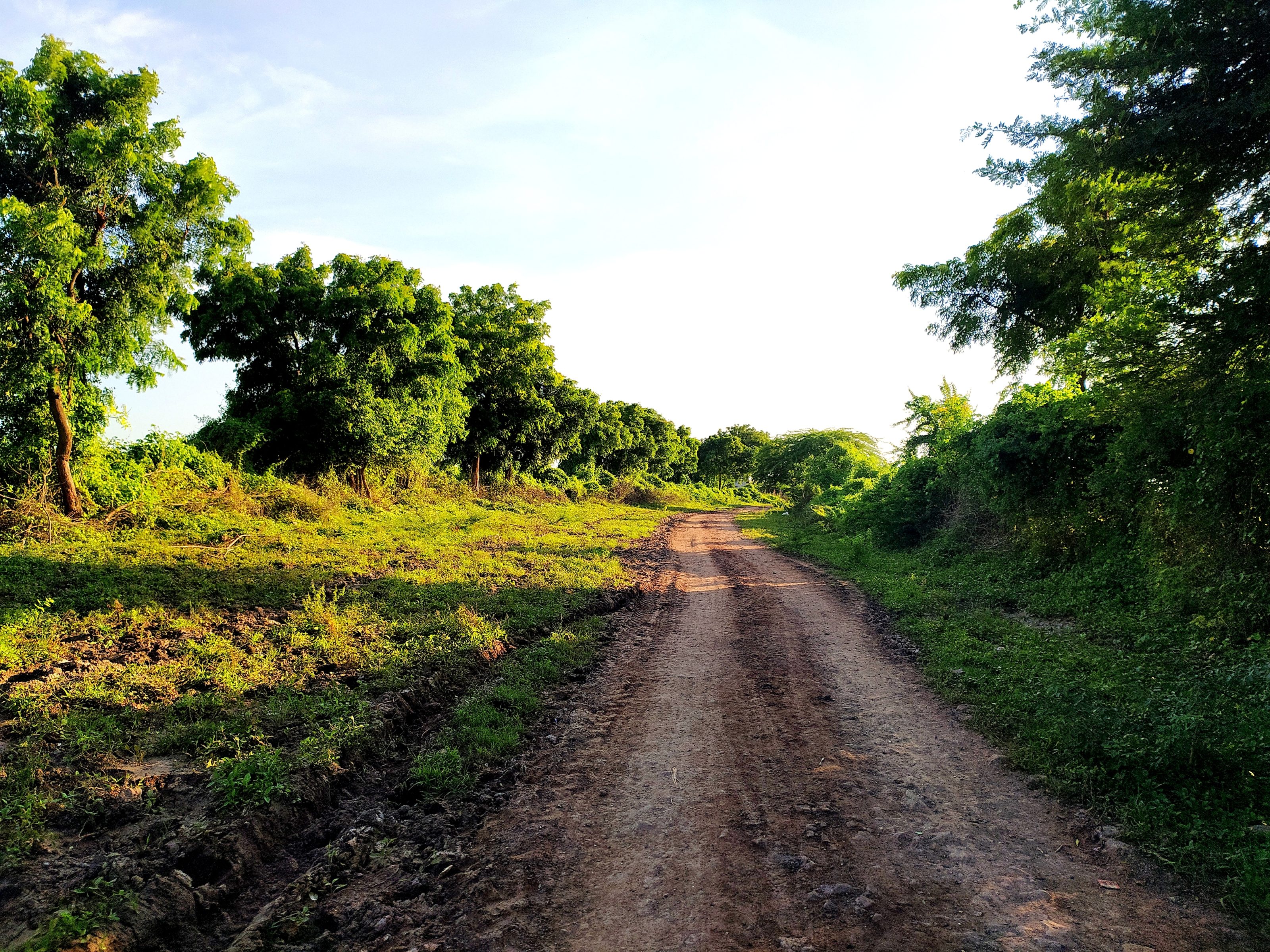 A dirt path winding through a lush green landscape lined with trees on both sides, under a clear blue sky.