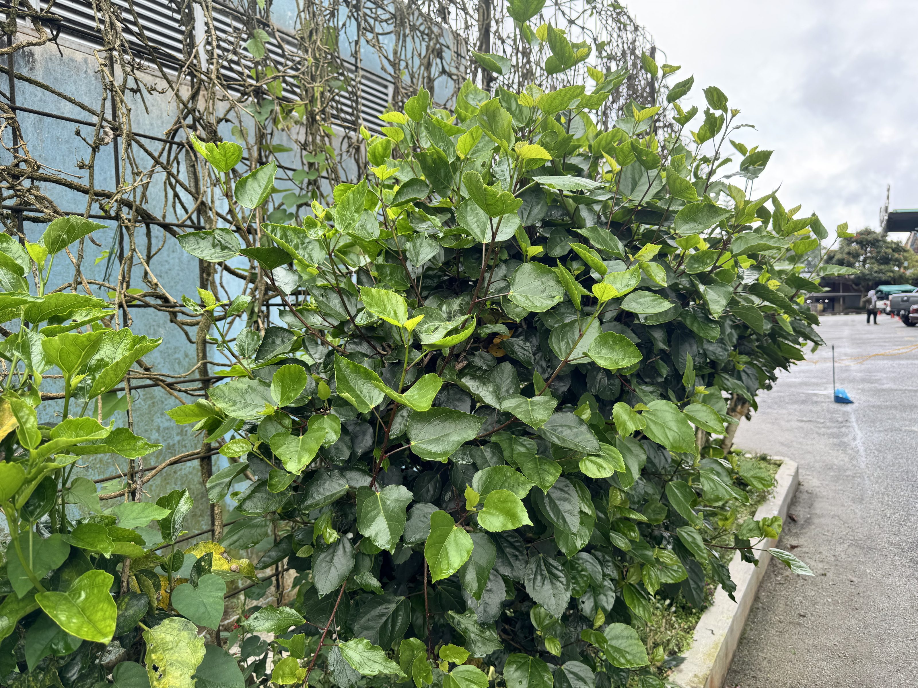 A thick bush with glossy green leaves grows against a blue wall near a parking area, with branches spreading outward and creating a dense natural display.
