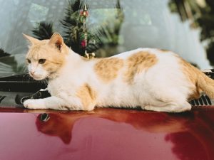 A ginger and white cat lounging on the hood of a red car, with reflections of the cat visible on the car's surface. The windshield and some greenery are visible in the backgroun